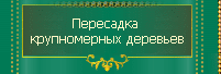 Пересадка крупномерных деревьев